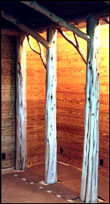 Cedar trees become architectural columns.