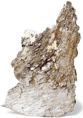 A piece of treebark encasing a tiny face in an old photograph